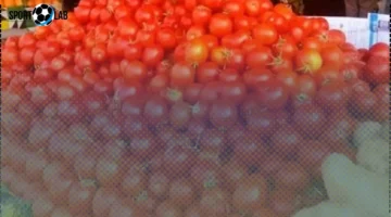 سعر الطماطم في المنوفية الأحد 2-11-2025 يتراجع أو يرتفع؟